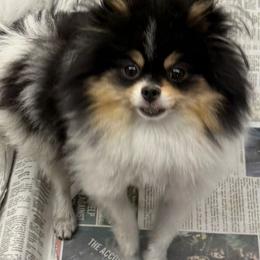 Fancy - Pomeranian