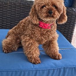 Cici - Poodle