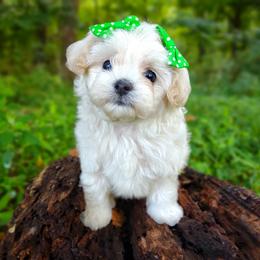 Companion Cross, Havanese, Mal-Shi, Maltese, Maltipoo, Morkie, and Shih Tzu Puppies from Seeking Shalom Acres Maltese, Maltipoos & Havamalts