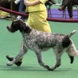 German Wirehaired Pointers and Golden Retrievers from Pegram Kennels