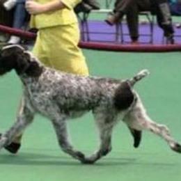 German Wirehaired Pointers and Golden Retrievers from Pegram Kennels