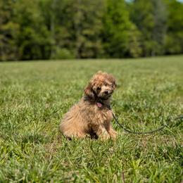 Cavapoo puppies from Spencer's "lil" Cavapoos & Bernedoodles