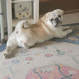 Leo - Pug