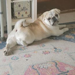 Leo - Pug