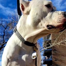 Dogo Argentinos from Driftwood dogos