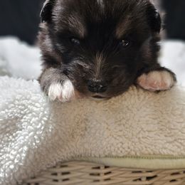 Siberian Husky Puppies from Anime Huskies