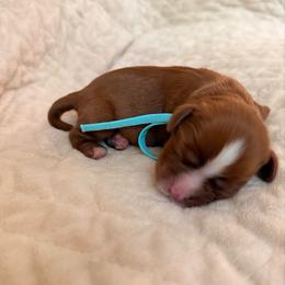 Leonardo (blue collar) - Ruby male Cavalier King Charles Spaniel puppy in Acworth, Georgia from Cumberland Cavaliers