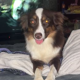 Ava - Toy Australian Shepherd