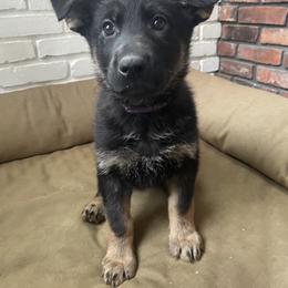 Purple Girl - Black and tan female German Shepherd puppy in Wayne, Maine from Copper Hill German Shepherds