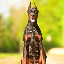 Amira - Doberman Pinscher