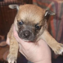 Ollie - Fawn brindled black male Chihuahua puppy in Bethlehem, Pennsylvania from Steel City Exotics