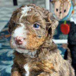 Chip - Chocolate merle male Bernedoodle puppy in Hillsboro, Oregon from Myt fine doodles