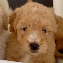 Peter - Apricot male Goldendoodle puppy in Pensacola, Florida from Goldendoodles Love You in Pensacola Friend Edition