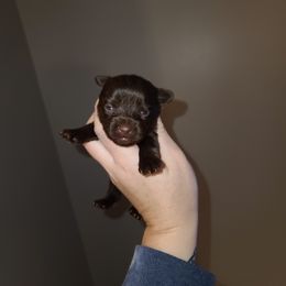 Girl 1 - Yorkshire Terrier puppy in Wartburg, Tennessee from Amanda's Precious Pups