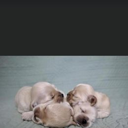 Cocker Spaniel Puppies from Silver Country Cocker Spaniels