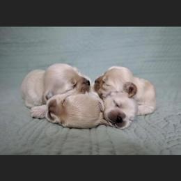 Cocker Spaniel Puppies from Silver Country Cocker Spaniels