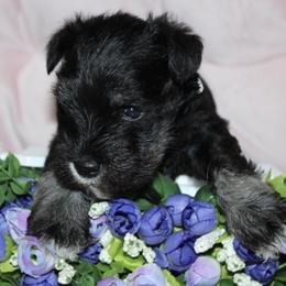 Miniature Schnauzer puppies from Rocky Mountain Aussies