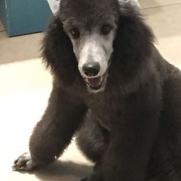 Poodle Puppies from PF Standard Poodles