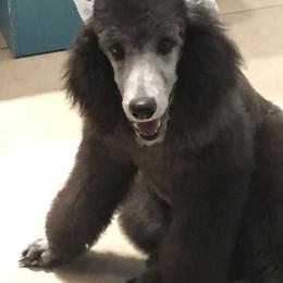 Poodle Puppies from PF Standard Poodles