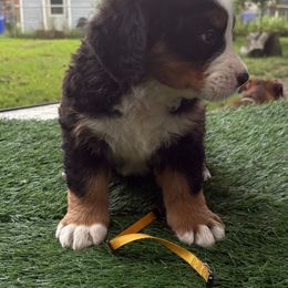 Bernese Mountain Dog Puppies from Emma-Mada's Old Thyme Berners