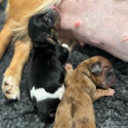 Piebald Boy - Piebald male Dachshund puppy in Rifle, Colorado from Pint Size Pup