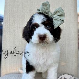 Yelena - Brown and white female Bernedoodle puppy in Owasso, Oklahoma from Kallams Bernedoodles & Bernese Mountain Dogs
