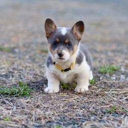Boy 2 - Blue male Pembroke Welsh Corgi puppy in Ocala, Florida from Dolan Farms Corgis