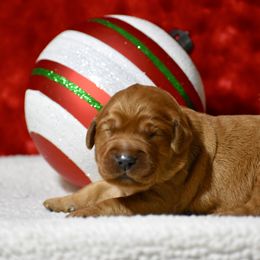 Blitzen(Orange collar) - Dark golden male Golden Retriever puppy in Gober, Texas from Trigger Time Kennels