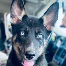 Luke - Black and white male Siberian Husky puppy in Rochester, Indiana from Dances With Huskies