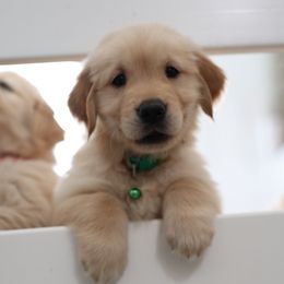 Sweet sweet boy - Golden male Golden Retriever puppy in Lemoore, California from UnrivaledGoldens