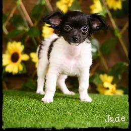 Jade - Black and white male Chihuahua puppy in Demorest, Georgia from Sourpatch Chihuahuas