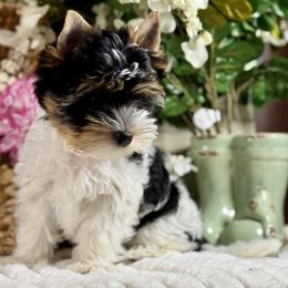 Pink Girl 3300 - Black tan and white female Biewer Terrier puppy in Ambrose, Georgia from Southern Star Biewer Terriers