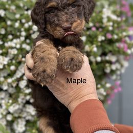 Bernedoodle Puppies from PNW Sheepies and Doodles