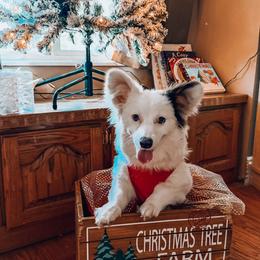 Khaleesi - Gray and white female American Corgi puppy in Panama City, Florida from Golden Hour Corgis