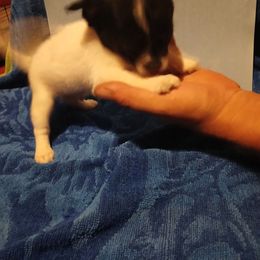 Blue - Black and white male Chihuahua puppy in Federalsburg, Maryland from Mobley Chihuahuas