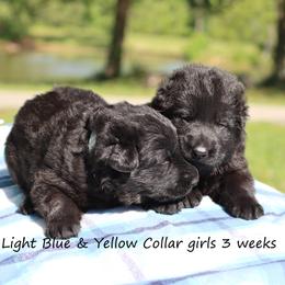 3rd Pick female - Black female German Shepherd puppy in Elkmont, Alabama from Oakmont Shepherds