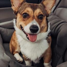 Pembroke Welsh Corgis from Palmers Pembrokes