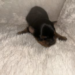 Boy 2 - Black and tan male Yorkshire Terrier puppy in Mesquite, Texas from Small Pawz Yorkies