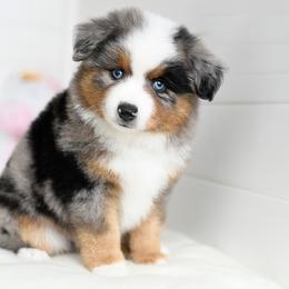 Cal - Blue merle male Toy Australian Shepherd puppy in Ellsinore, Missouri from Shebang Aussies