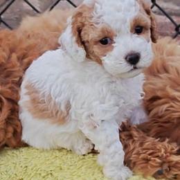 Darling - White female Cavapoo puppy in Dallas, Texas from Halo's Heroes Doodles