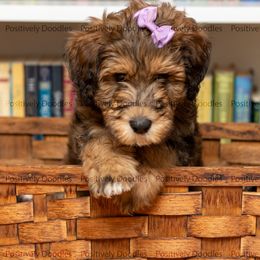 Bernedoodle and Cavapoo Puppies from Positively Doodles