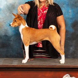 Birdie - Basenji