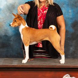 Birdie - Basenji