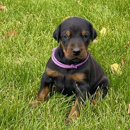 Purple - Black and rust female Doberman Pinscher puppy in Cheney, Washington from European Dobermans by Diana