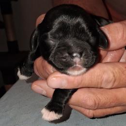 Willow - Black female Cocker Spaniel puppy in Crossville, Tennessee from Timber Sunrise Cockers