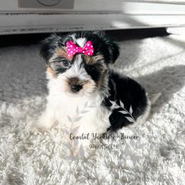 Biewer Girl - Black tan and white female Biewer Terrier puppy in North Chelmsford, Massachusetts from Coastal Yorkshire Terrier Yorkies & Biewer Terriers