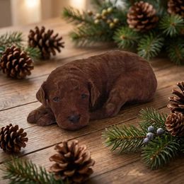 Boy 2 - Red  male Poodle puppy in Mc Henry, Illinois from Sunset Maple Poodles