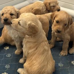 Aspen - Cream female Goldendoodle puppy in Chinle, Arizona from Tselani Doodles