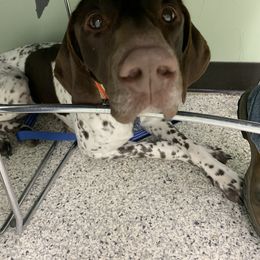 Nelli - German Shorthaired Pointer