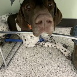 Nelli - German Shorthaired Pointer
